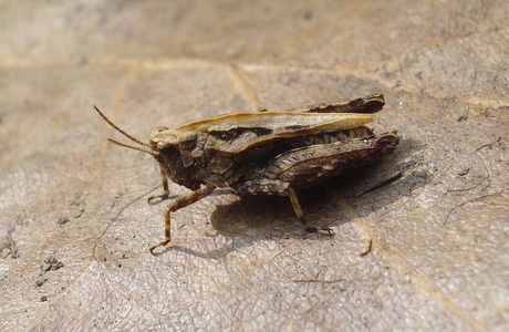 Gemeine Dornschrecke (Tetrix undulata) - © Anton Koschuh Gemeine Dornschrecke (Tetrix undulata) - © Anton Koschuh